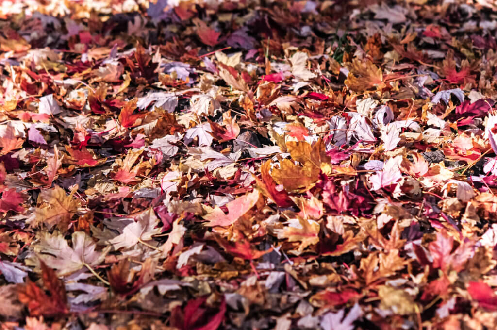 Leaves Covering Backyard Storm Drain | Plumbers 911 Boston | Drain Cleaning