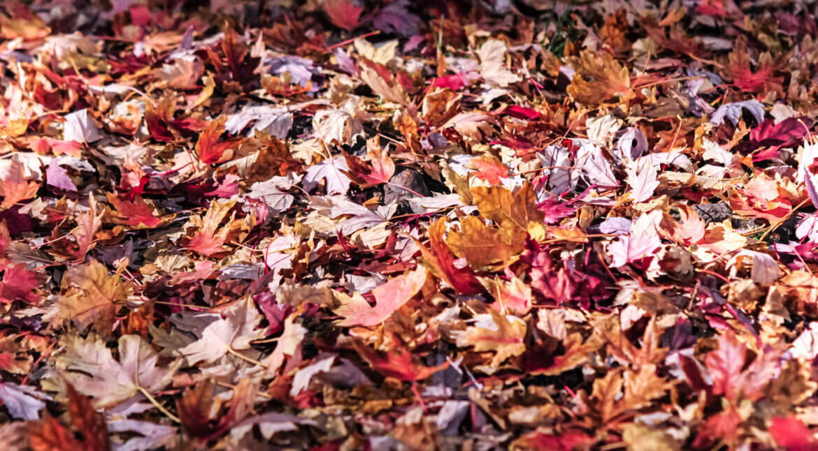 Leaves Covering Backyard Storm Drain | Plumbers 911 Boston | Drain Cleaning