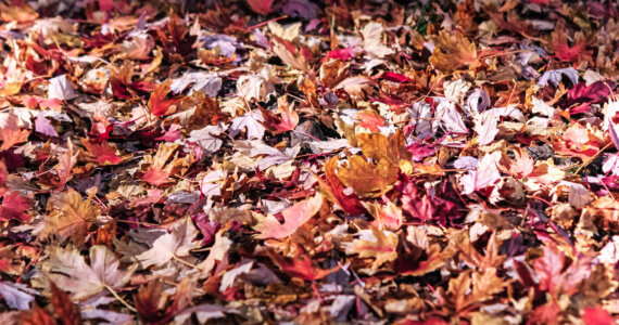 Leaves Covering Backyard Storm Drain | Plumbers 911 Boston | Drain Cleaning